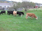 cows 022